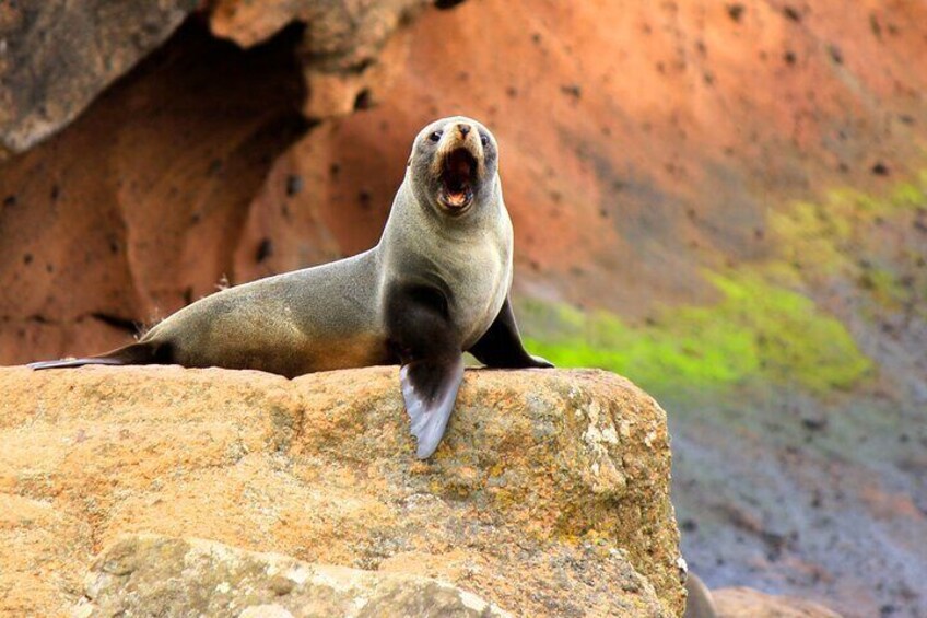 Seal on Foreshore of Akaroa Harbour
