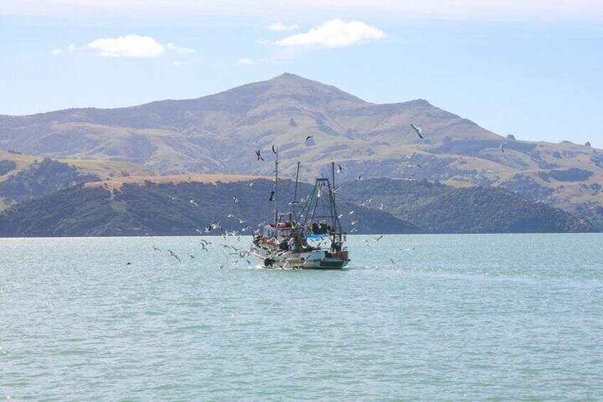 Fishing Boat Returning to Akaroa Port