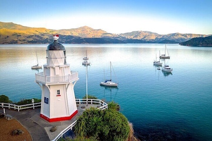 Lyttelton Shore Excursion- Small Group Tour of Akaroa & Peninsula