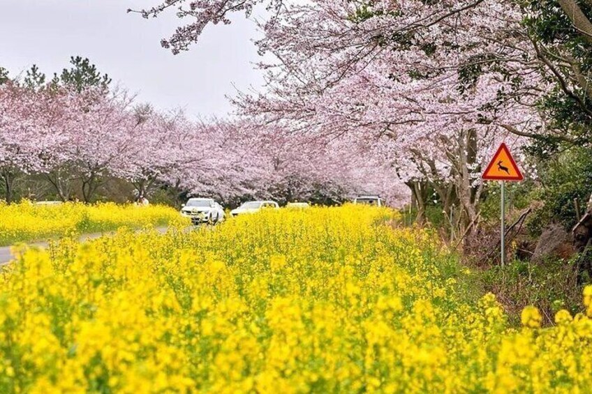 Noksan-ro rape flower, cherryblossome road
