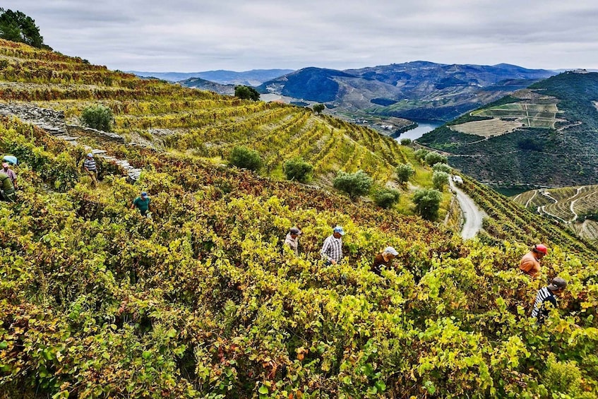 Picture 13 for Activity Porto: Douro Valley Tour with Wine Tasting, Lunch & Cruise