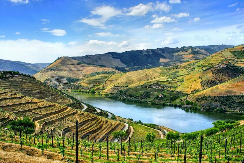 Picture 2 for Activity Porto: Douro Valley Tour with Wine Tasting, Lunch & Cruise