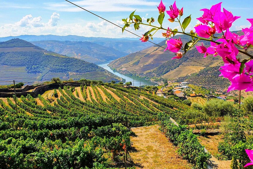 From Porto: Douro Valley Small Group Food and Wine Tour