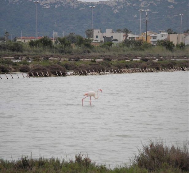 Picture 4 for Activity Cagliari: 2 Hour Bike Tour in the Flamingos Oasis