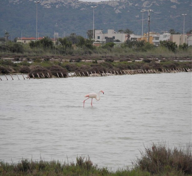 Picture 4 for Activity Cagliari: Bike Tour in the Flamingo Oasis