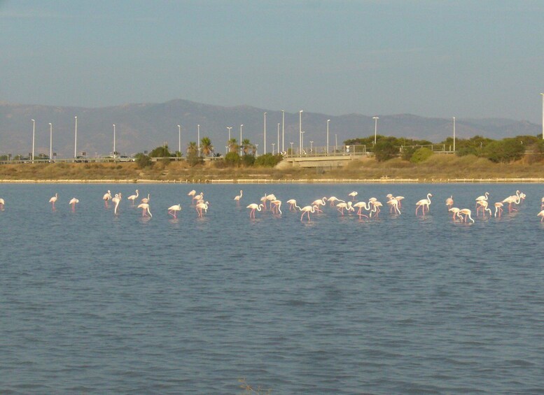 Picture 5 for Activity Cagliari: Bike Tour in the Flamingo Oasis