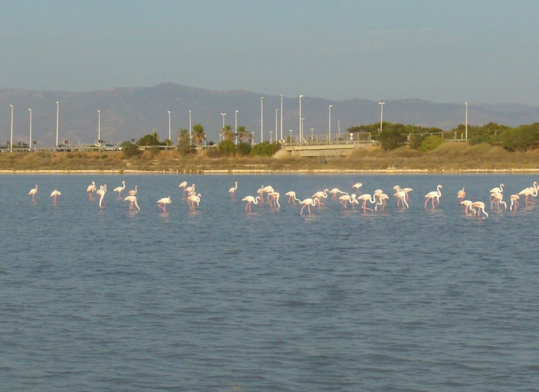 Picture 5 for Activity Cagliari: 2 Hour Bike Tour in the Flamingos Oasis
