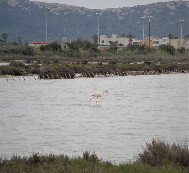 Picture 4 for Activity Cagliari: Bike Tour in the Flamingo Oasis