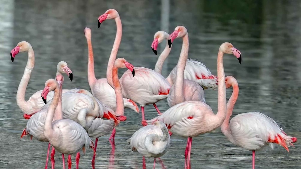 Picture 5 for Activity Cagliari: Bike Tour in the Flamingo Oasis
