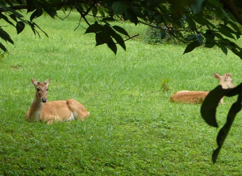 Picture 4 for Activity From Mandalay: Full Day Excursion To Pyin Oo Lwin (Maymyo)