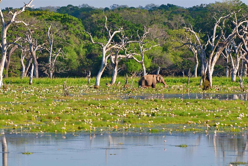 Picture 5 for Activity From Bentota: Full-Day Yala National Park Safari Tour