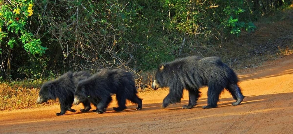 Picture 1 for Activity From Bentota: Full-Day Yala National Park Safari Tour