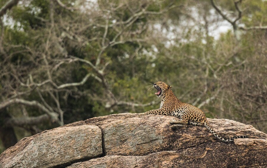 Picture 18 for Activity From Bentota: Full-Day Yala National Park Safari Tour