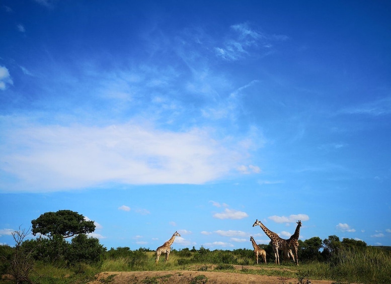 Picture 2 for Activity From Durban: Wildlife Lovers Big 5 Safari at 2 Game Reserves