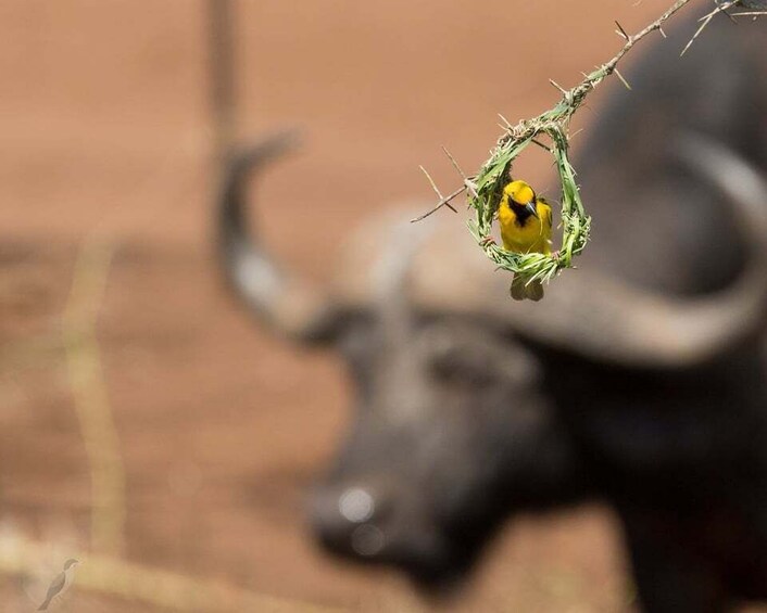 Picture 4 for Activity From Durban: Wildlife Lovers Big 5 Safari at 2 Game Reserves