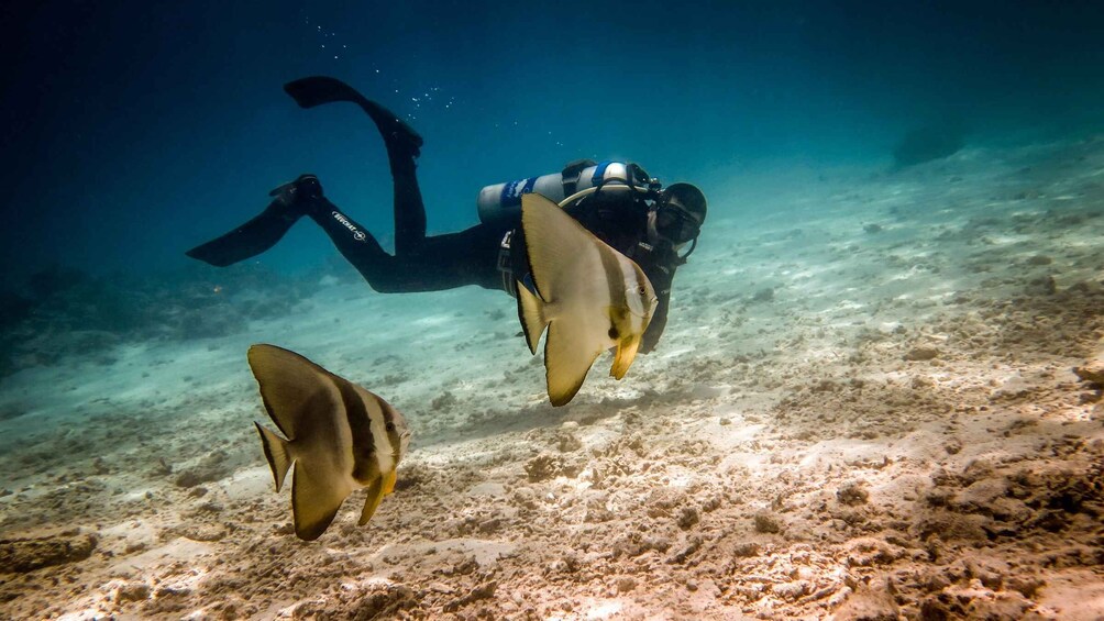 Picture 4 for Activity Hurghada: PADI Advanced Open Water Course