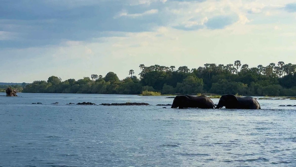 Picture 4 for Activity Victoria Falls: Sunset Cruise on the Zambezi River