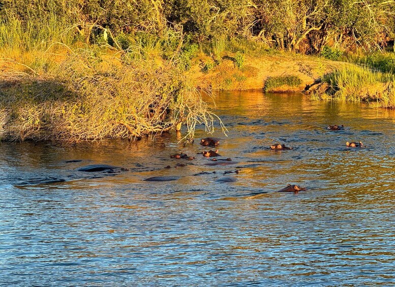 Picture 3 for Activity Victoria Falls: Sunset Cruise on the Zambezi River