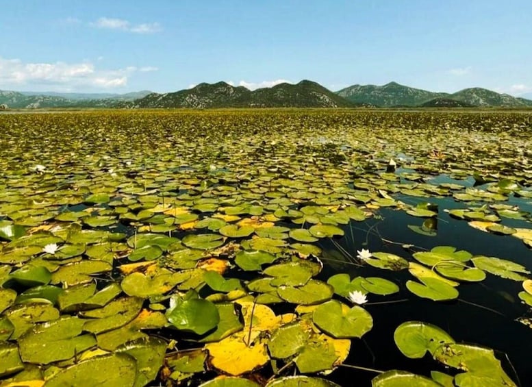 Picture 18 for Activity Lake Skadar: Guided Sightseeing Boat Tour with Refreshments