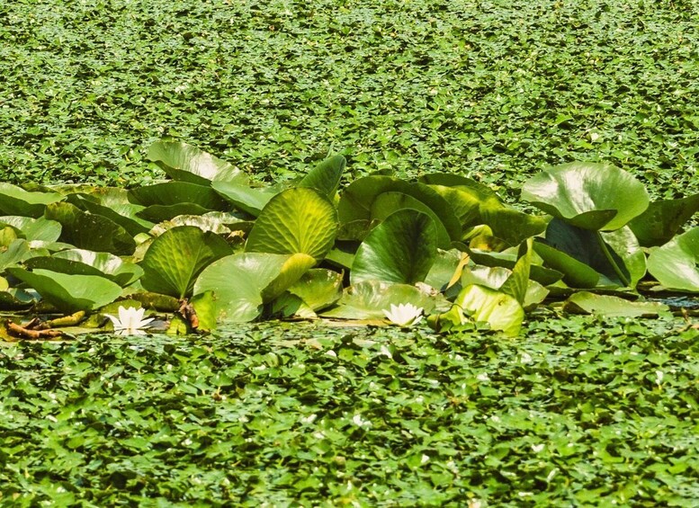 Picture 20 for Activity Lake Skadar: Guided Sightseeing Boat Tour with Refreshments