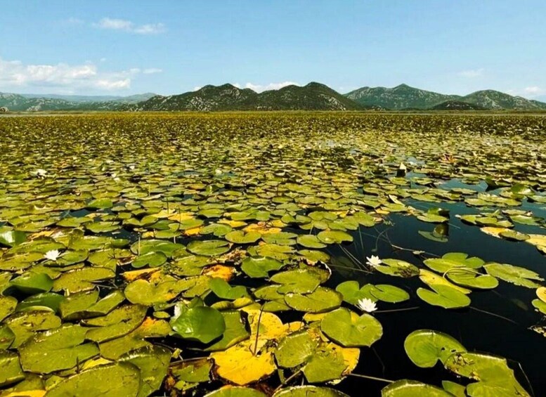 Picture 19 for Activity Lake Skadar: Guided Sightseeing Boat Tour with Refreshments