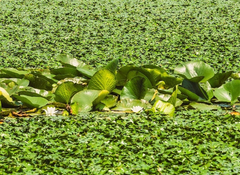 Picture 20 for Activity Lake Skadar: Guided Sightseeing Boat Tour with Refreshments