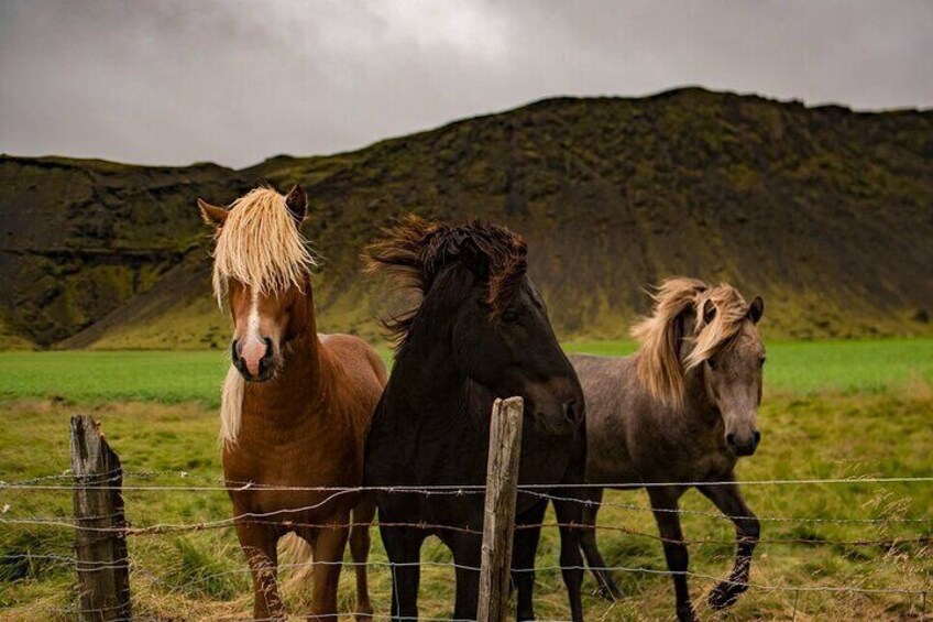 Horses from a farm near our stop, sometimes they'll come up close where you are able to pet them!
(Please refrain from giving the horses anything to eat)