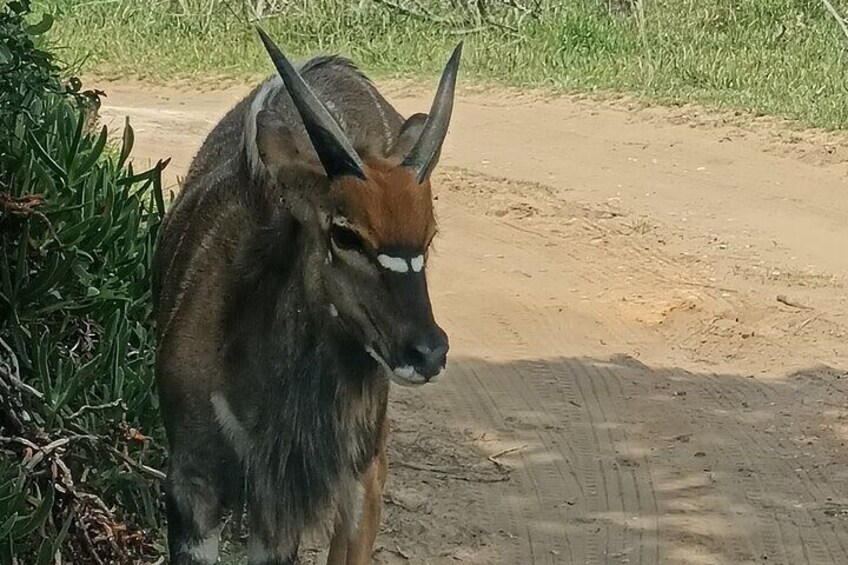 Private Tour combo of Addo Elephant Park+Kragga Kamma Game Park. 