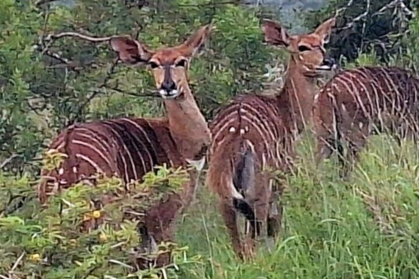 Private Tour combo of Addo Elephant Park+Kragga Kamma Game Park.