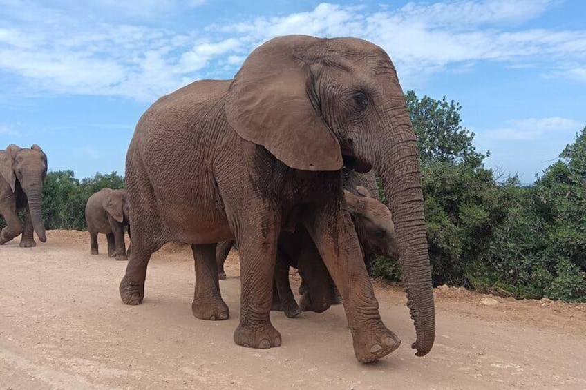 Addo Elephant National Park and Kragga Kamma Game Park.