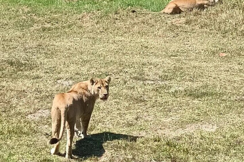 Addo Elephant National Park and Kragga Kamma Game Park Combo. 