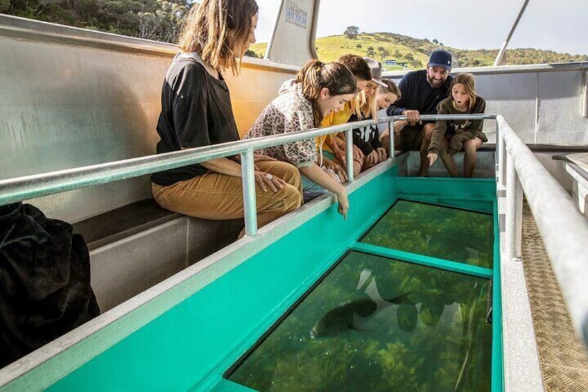 Glass Bottom Boat Tour