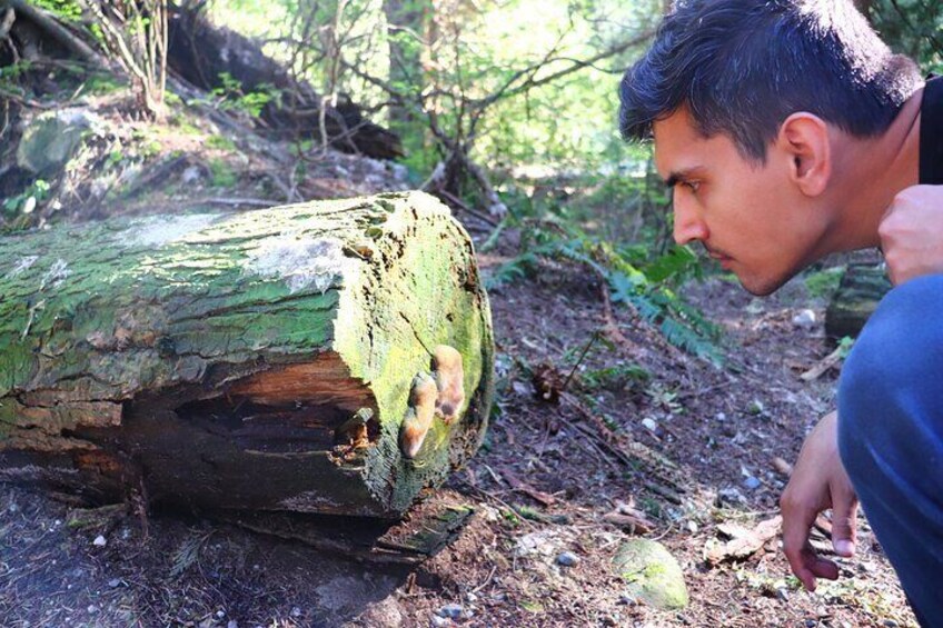 North Vancouver Foraging Workshop Tour