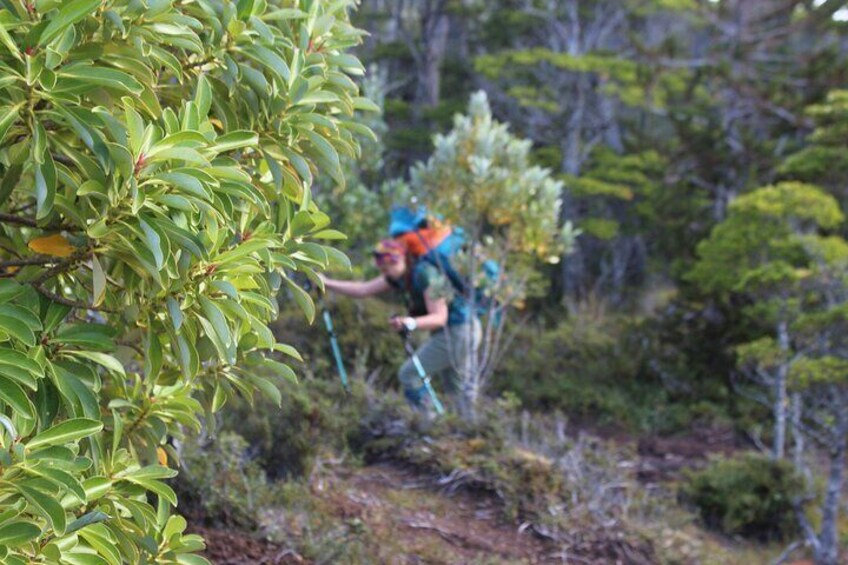 Full Day Private Patagonian Andes Summit Hike