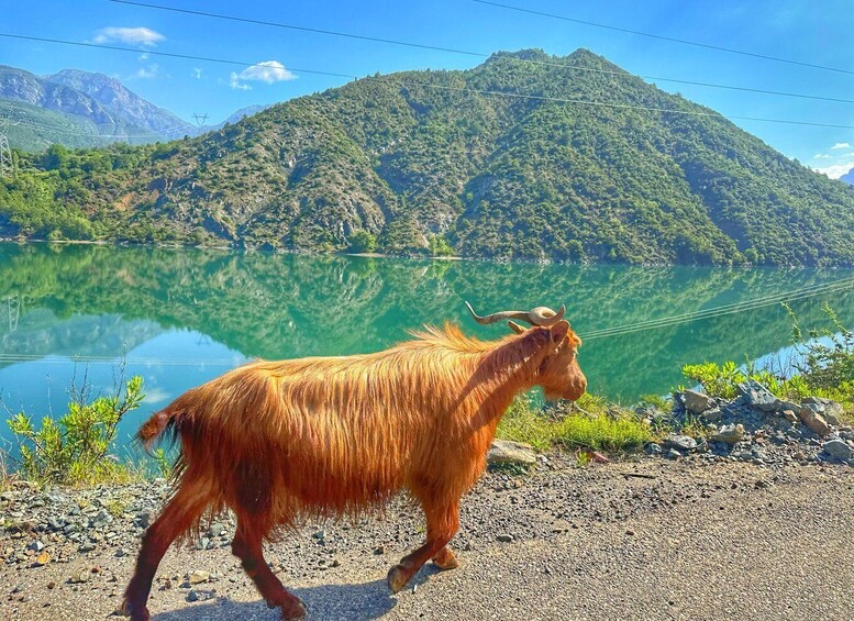 Picture 2 for Activity From Tirana/Shkodra: Komani Lake and Shala River Day Trip