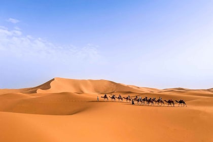 来自马拉喀什：Merzouga 3 天沙漠野生动物园与食物