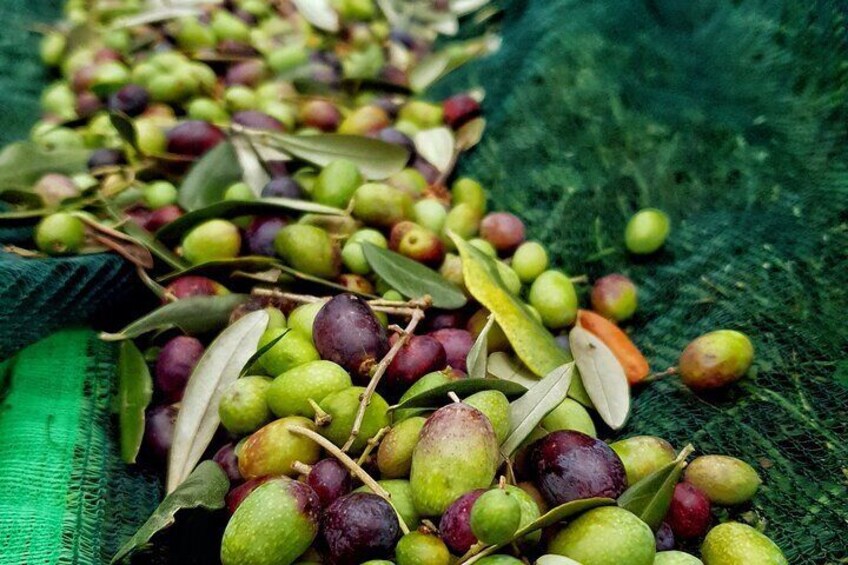 The olive harvest