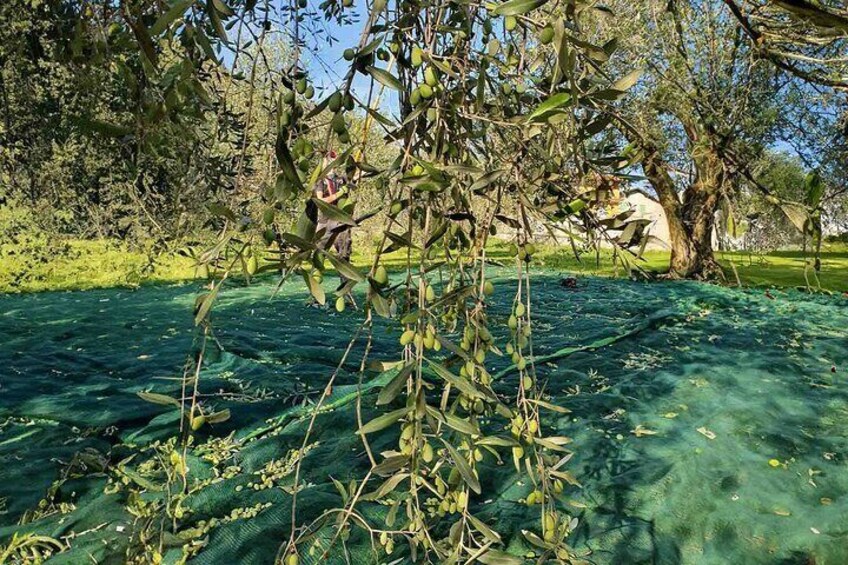 the olive harvest