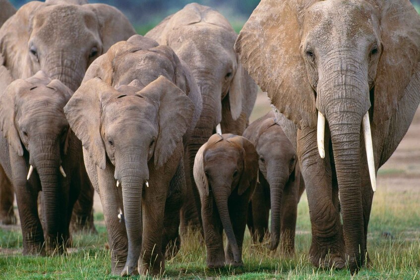 Picture 13 for Activity Nairobi: 3-Day Maasai Mara Group Tour with 4X4 Jeep Safari