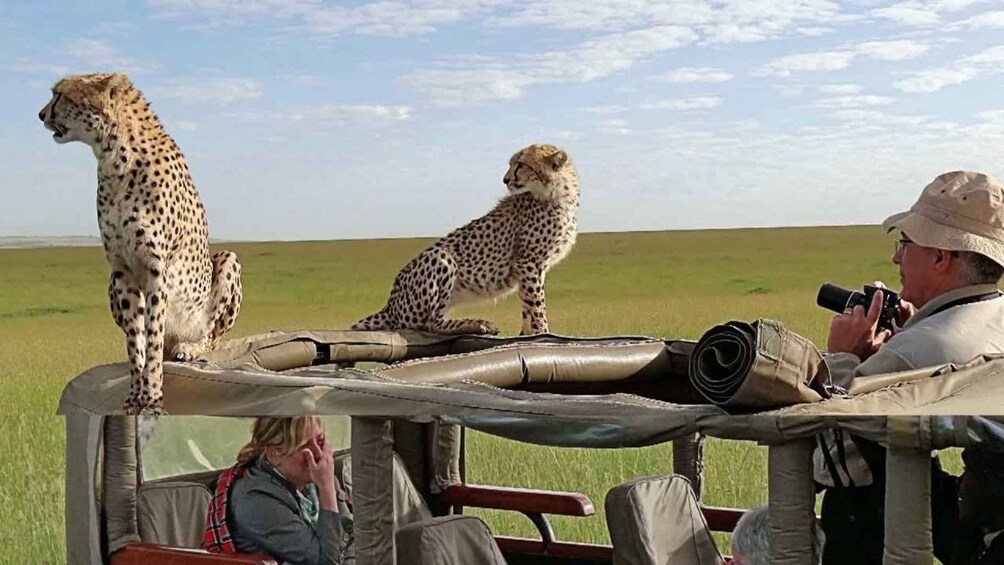 Picture 1 for Activity Nairobi: 3-Day Maasai Mara Group Tour with 4X4 Jeep Safari