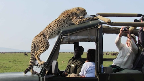 ไนโรบี: ทัวร์กลุ่มมาไซมารา 3 วันพร้อมรถจี๊ป 4X4 Safari