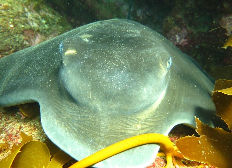 Picture 3 for Activity Cathedral Cove Marine Reserve- Specialised Snorkel Boat Trip