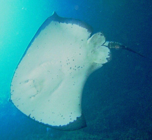 Picture 2 for Activity Cathedral Cove Marine Reserve- Specialised Snorkel Boat Trip