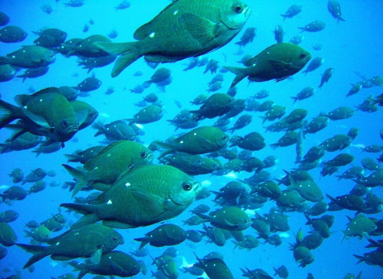 Picture 1 for Activity Cathedral Cove Marine Reserve- Specialised Snorkel Boat Trip