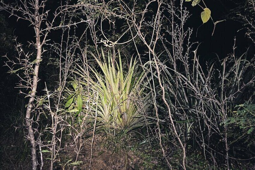 Secret Night Walk in Tamarindo