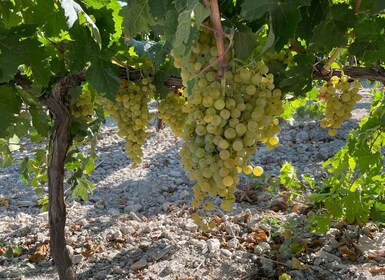 El Puerto de Santa María Weingut und Verkostung