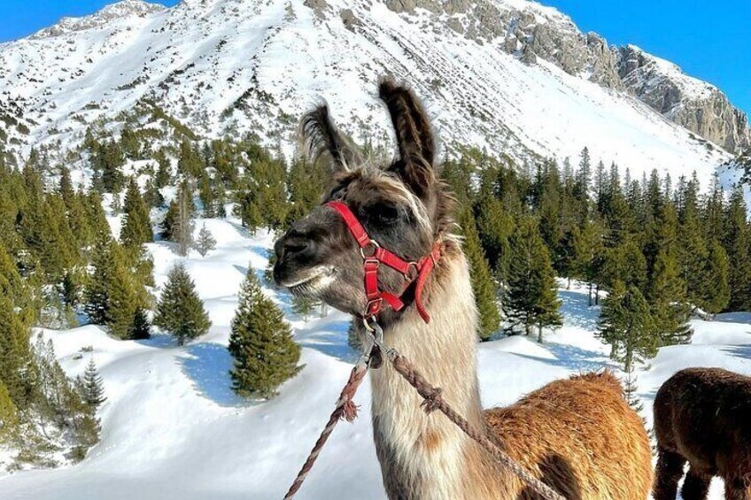 Llama hike followed by raclette