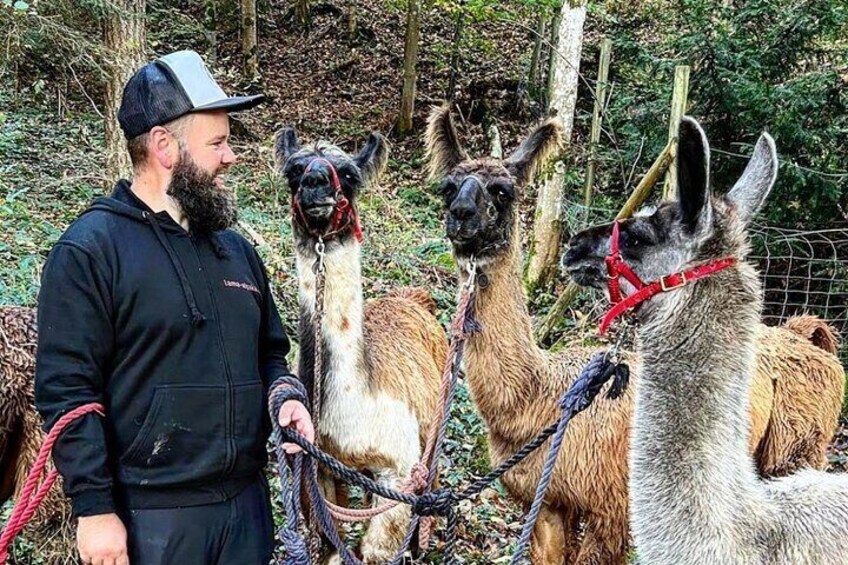 Guided llama hike with traditional raclette