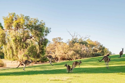 Swan Valley: Golfvagn Kangaroo Safari m / Minigolf & Dryck