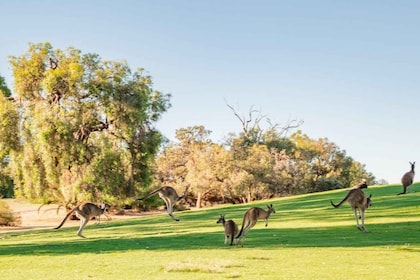 Swan Valley: Golf Cart Känguru Safari mit Minigolf & Getränk